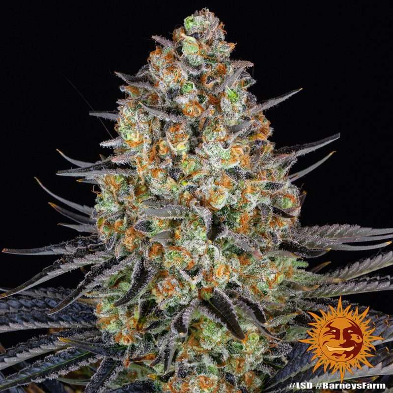 LSD  – BARNEY’S FARM