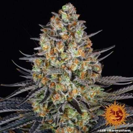 LSD  - BARNEY'S FARM