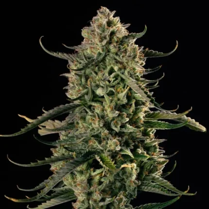 MAC Dawg XXL AUTO - Silent seeds