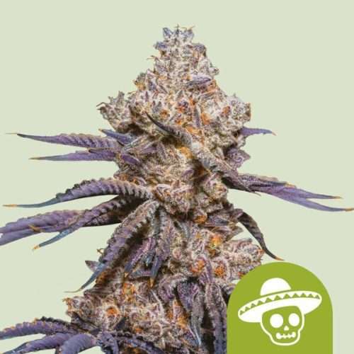 Mexican Rush Auto - Royal queen seeds