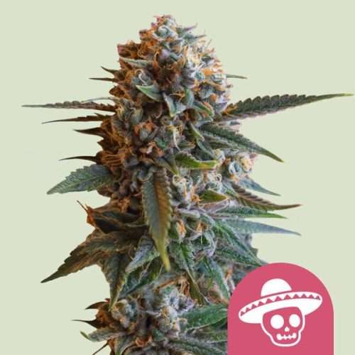 Mexican Rush – Royal queen seeds