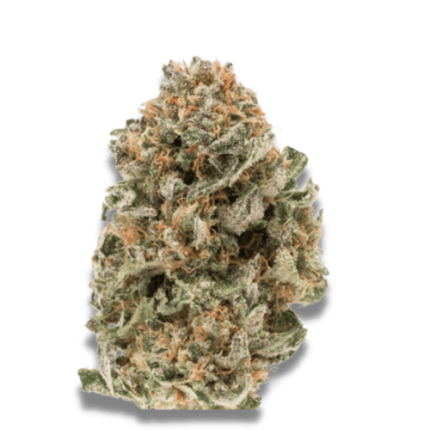 Mighty Amstel Freezeland MAF Fast Version - Growers choice