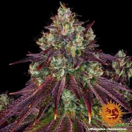 Mimosa EVO - BARNEY'S FARM