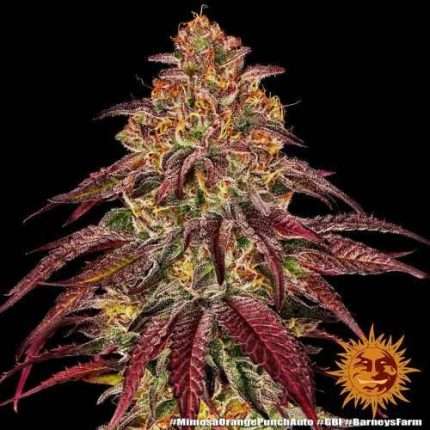 Mimosa x Orange Punch - BARNEY'S FARM