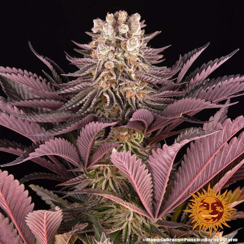 Mimosa x Orange Punch – BARNEY’S FARM