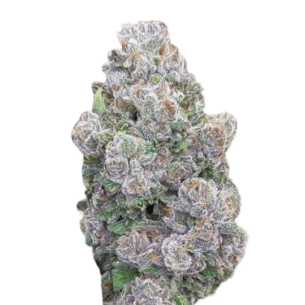 Mimosa Gusher Limited Edition - Growers choice