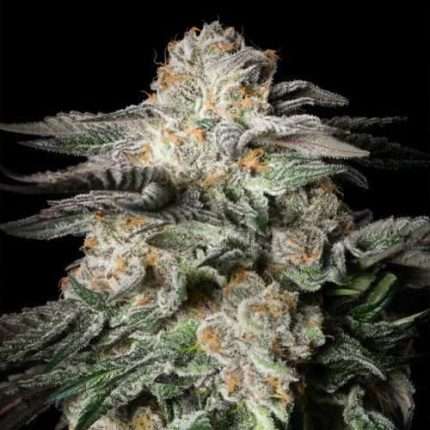 Mint Candy - Silent seeds