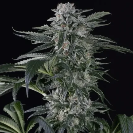 Moby Dick Auto - Silent seeds