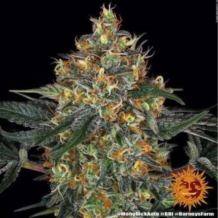 Moby Dick Auto - BARNEY'S FARM