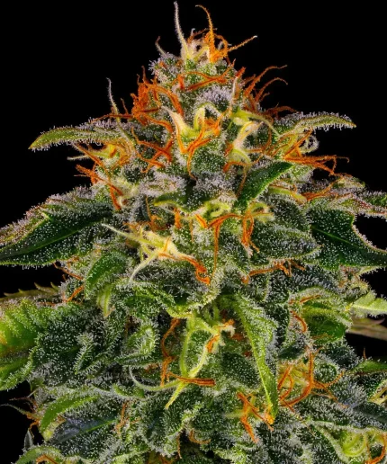 Moby Dick  - BARNEY'S FARM