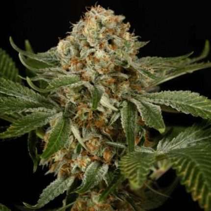 OG Kush - Silent seeds