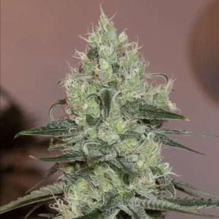 Original Amnesia - Silent seeds
