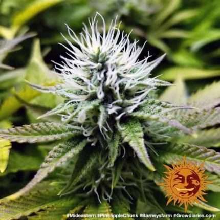 Pineapple Chunk - BARNEY'S FARM