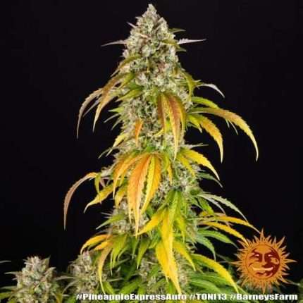 Pineapple Express Auto - BARNEY'S FARM