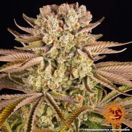 Pineapple Express - BARNEY'S FARM