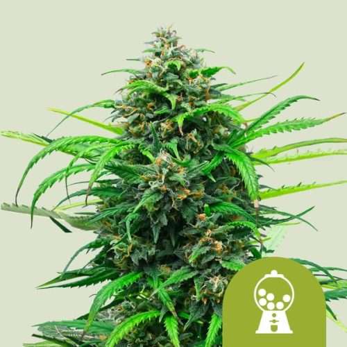 Sweet ZZ Auto - Royal queen seeds
