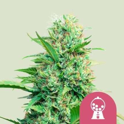 Pink Runtz - Royal queen seeds