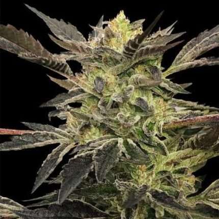 Pink Sunset Auto by Sherbinskis - Silent seeds
