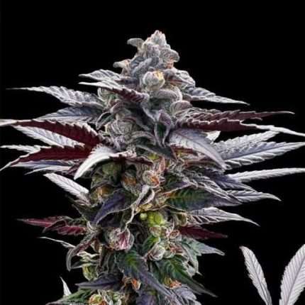 Pink Sunset by Sherbinskis - Silent seeds