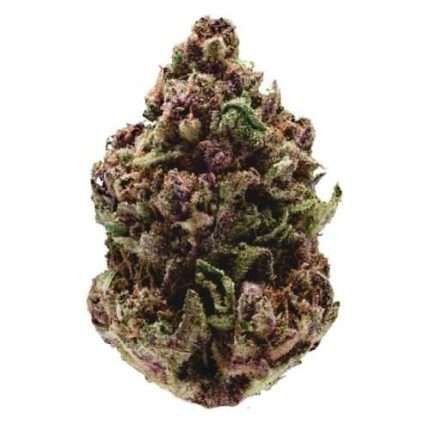 Pink Magic fast version - Growers choice