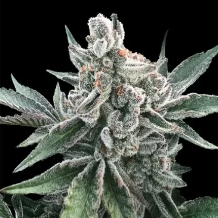 Polar Gelato Auto by Sherbinskis - Silent seeds