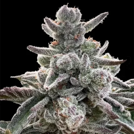 Polar Gelato by Sherbinskis - Silent seeds