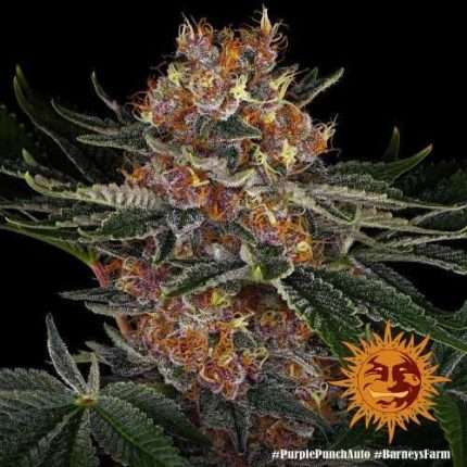 Purple Punch Auto - BARNEY'S FARM