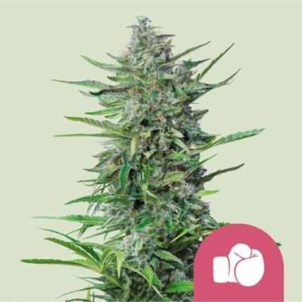 Purple Punch - Royal queen seeds
