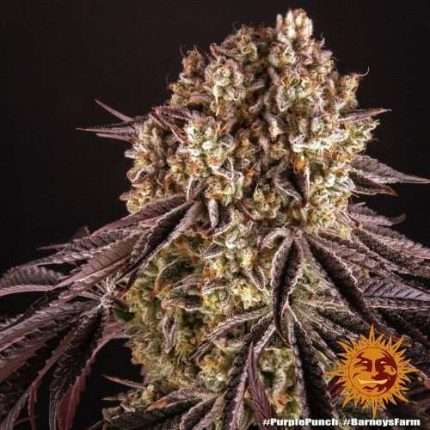 Purple Punch - BARNEY'S FARM