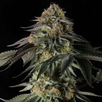 Rainbow Gas - Silent seeds
