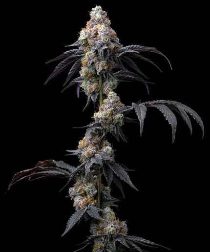 Rainbow Sherbet - BARNEY'S FARM