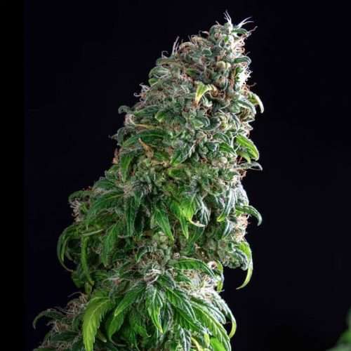 Royal Moby – Royal queen seeds - immagine 2