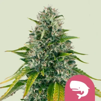 Royal Moby - Royal queen seeds