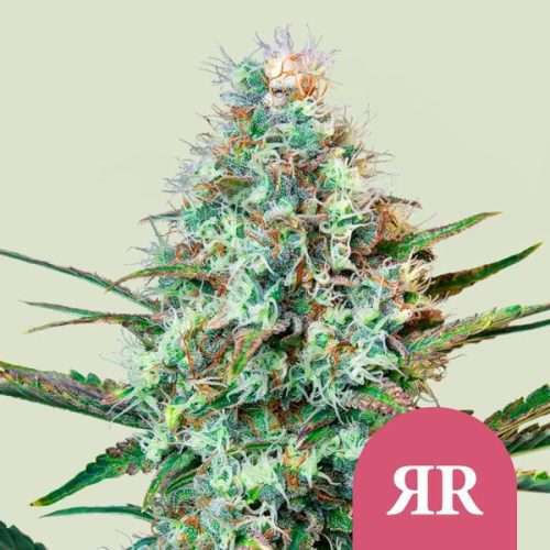 Royal Runtz - Royal queen seeds