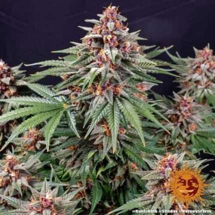 Runtz Auto - BARNEY'S FARM