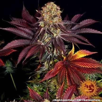 Runtz x Layer Cake  - BARNEY'S FARM