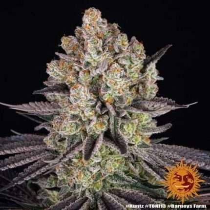 Runtz - BARNEY'S FARM
