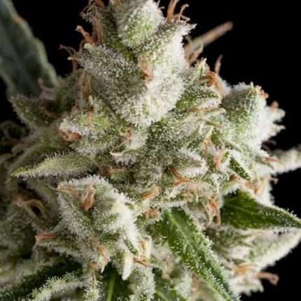 The Palmar Auto  - Trikoma Seeds