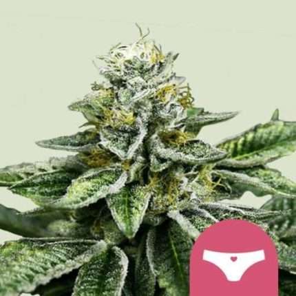 Sherbet Queen - Royal queen seeds