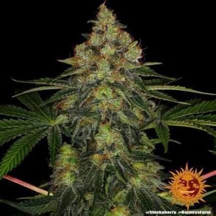 Shiskaberry - BARNEY'S FARM