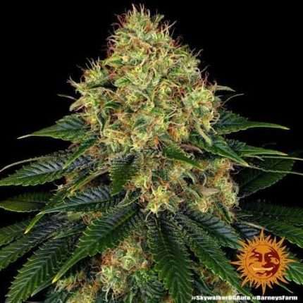 Skywalker OG Auto  - BARNEY'S FARM