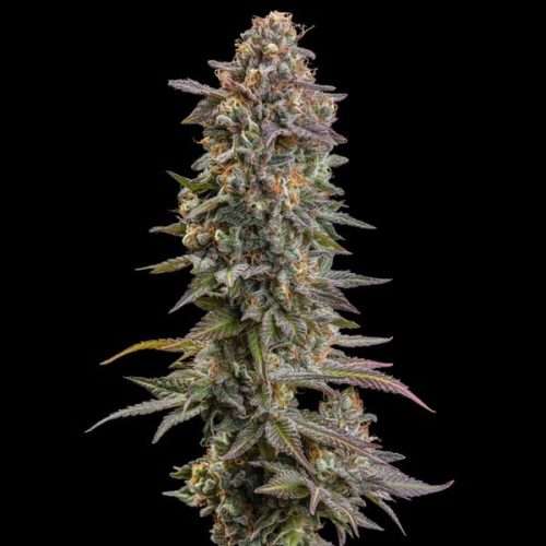 Somango XL – Royal queen seeds - immagine 2