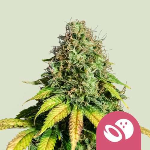Somango XL - Royal queen seeds