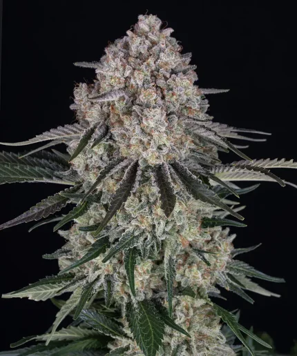 Sour Diesel Auto  - BARNEY'S FARM