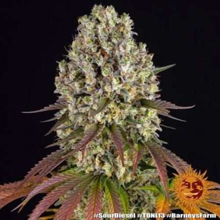 Sour Diesel - BARNEY'S FARM
