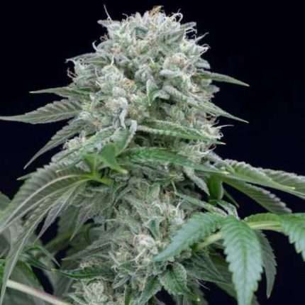 Starfire OG - Silent seeds