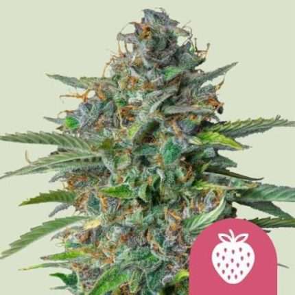 Strawberry Cough - Royal queen seeds
