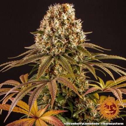 Strawberry Lemonade  - BARNEY'S FARM