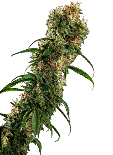 Super Beldia - Growers choice