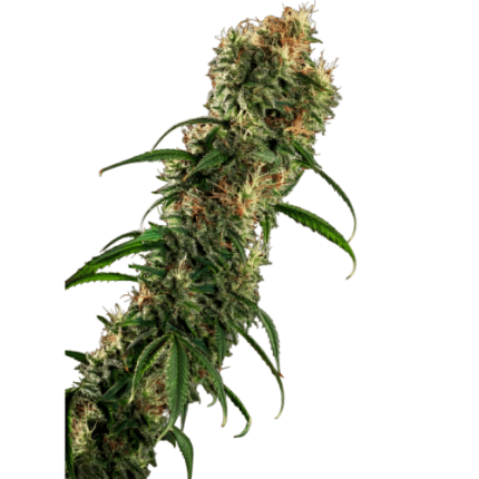 Tidghine Beldia - Growers choice